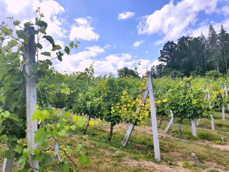 Polskie Wino Młodej Fali –  nowy etap rodzimego winiarstwa